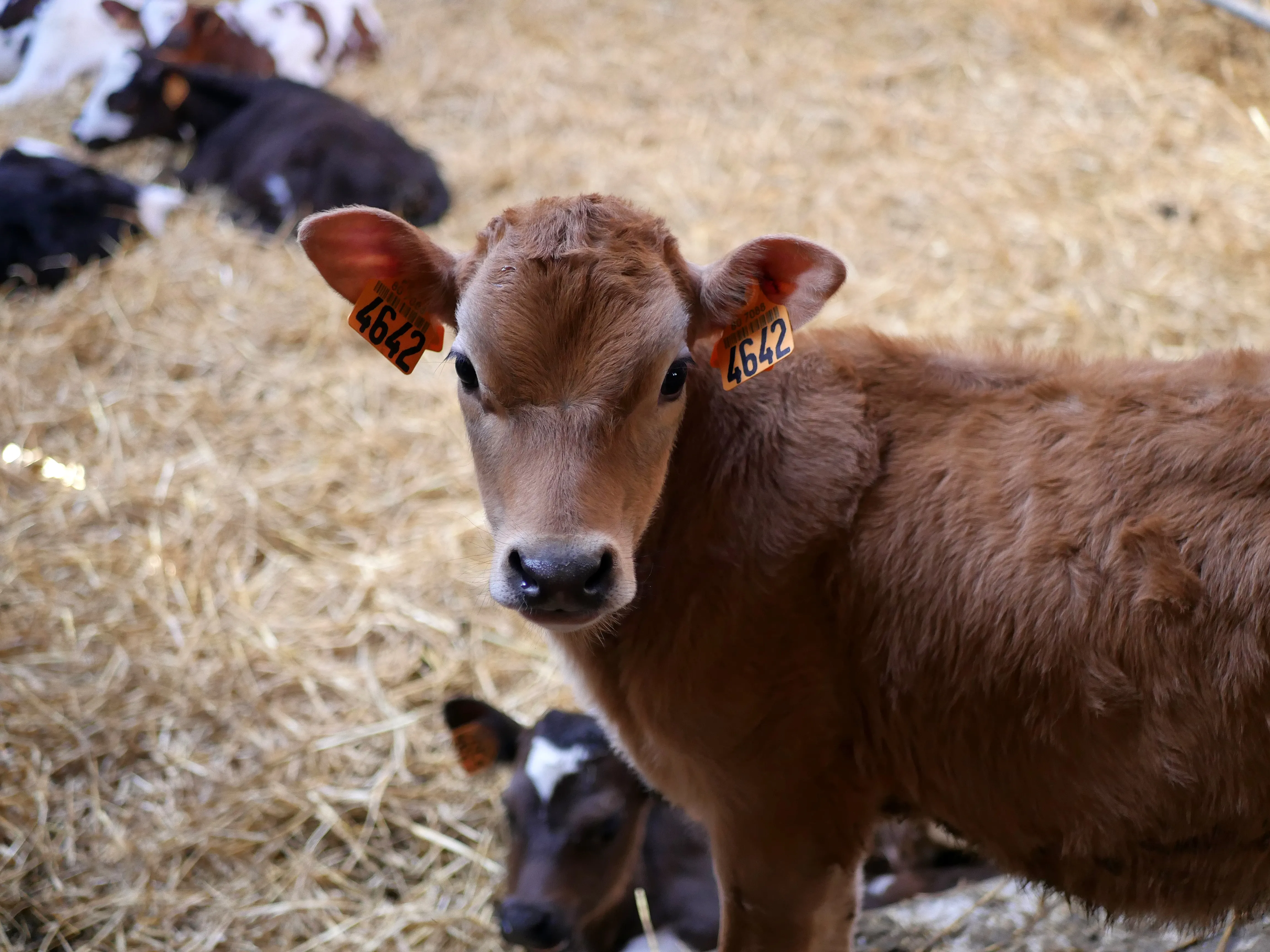 MÉDAILLÉ AU SALON DE L'AGRICULTURE