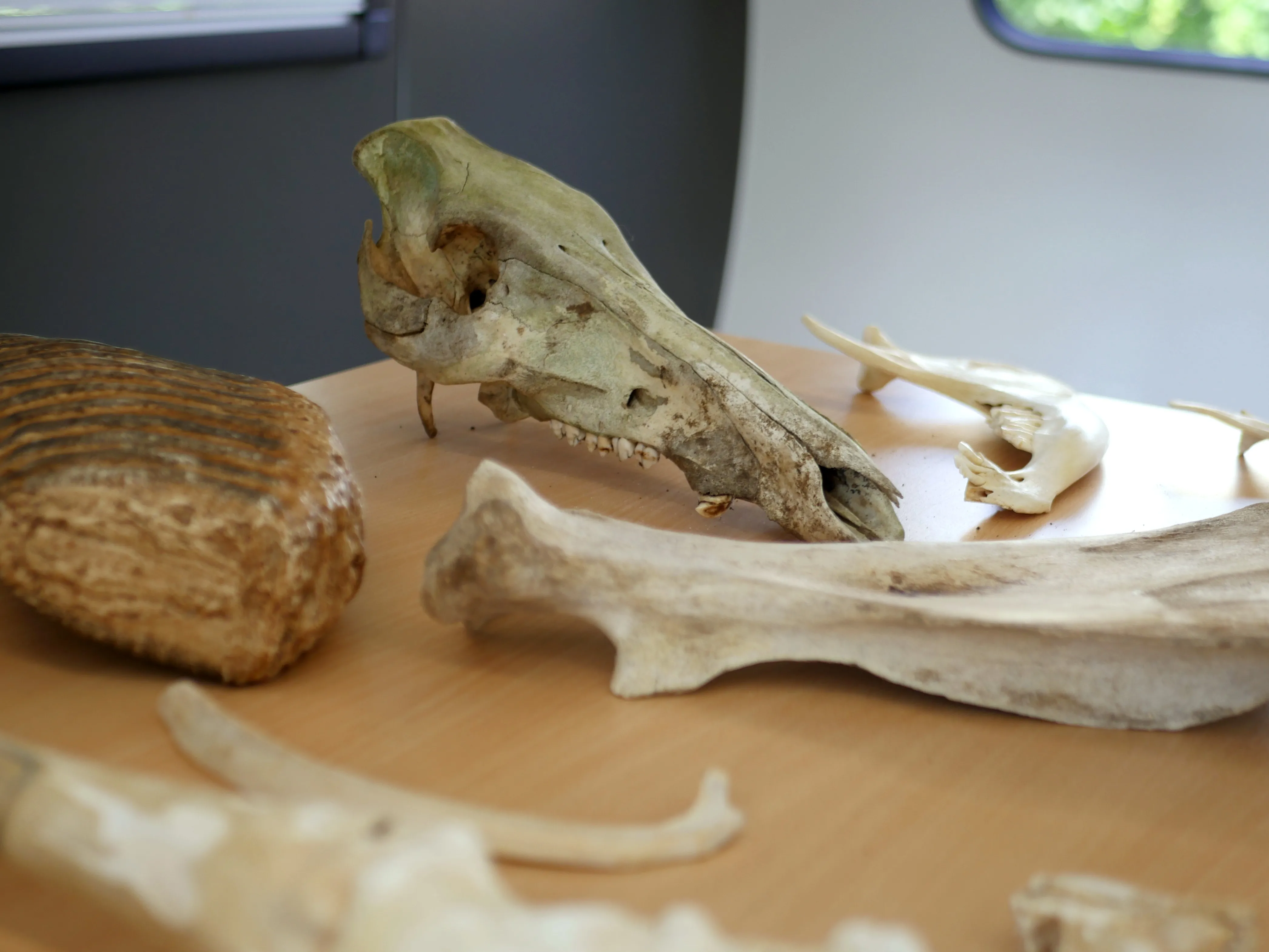 Un site préhistorique unique en Europe !