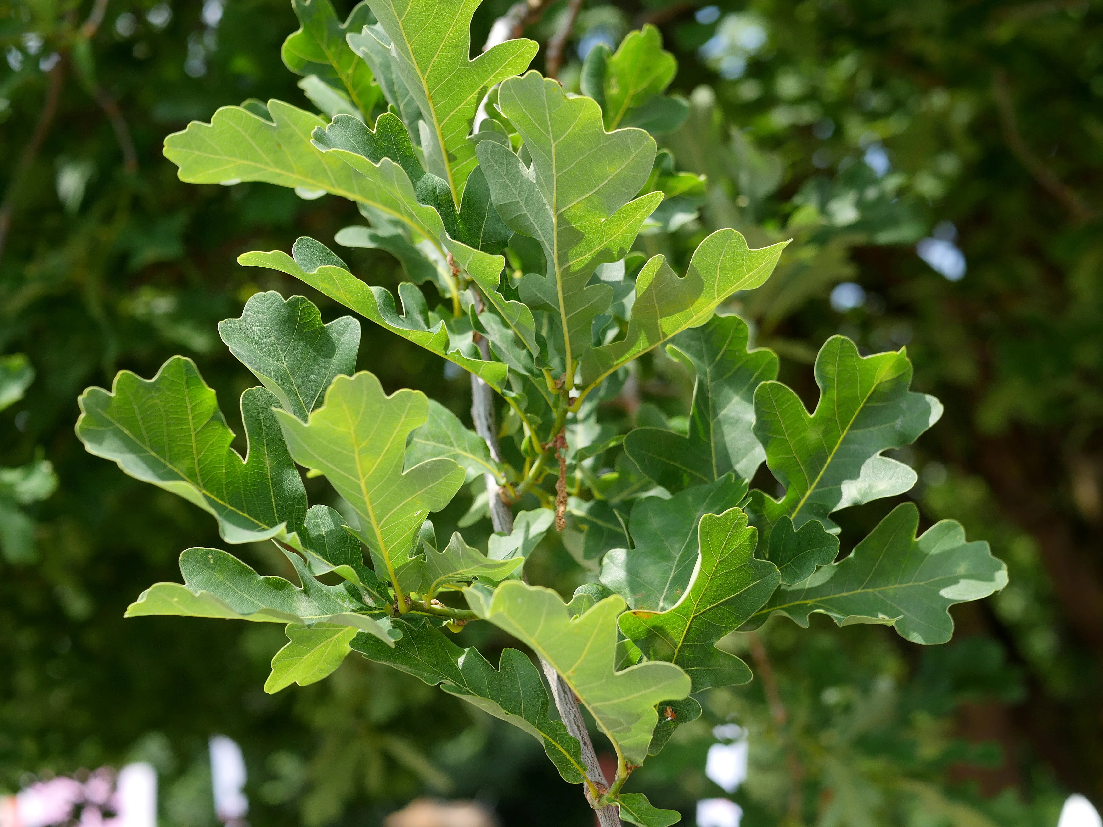 Un site préhistorique unique en Europe !