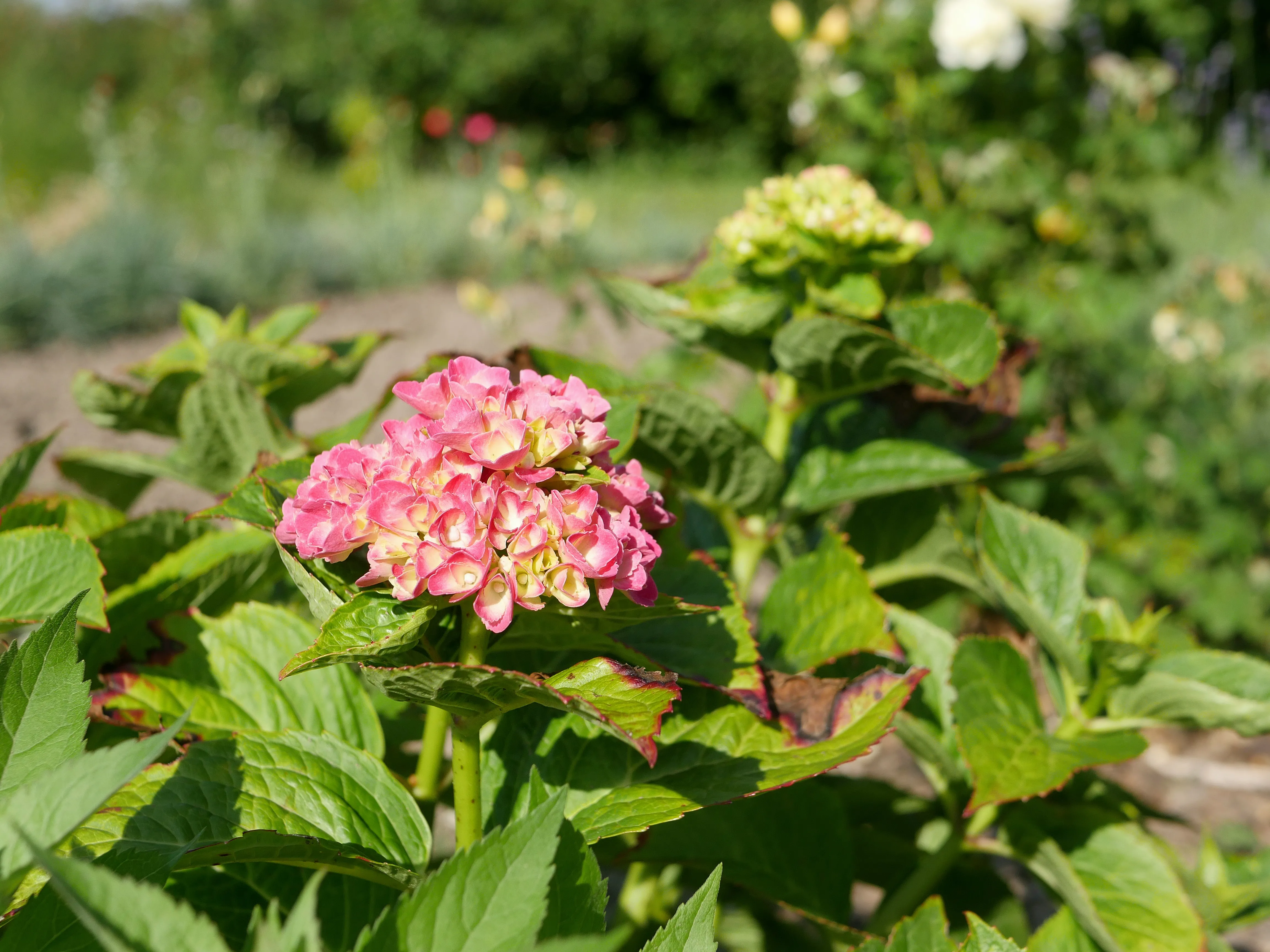 Fleuriste local à Amiens
