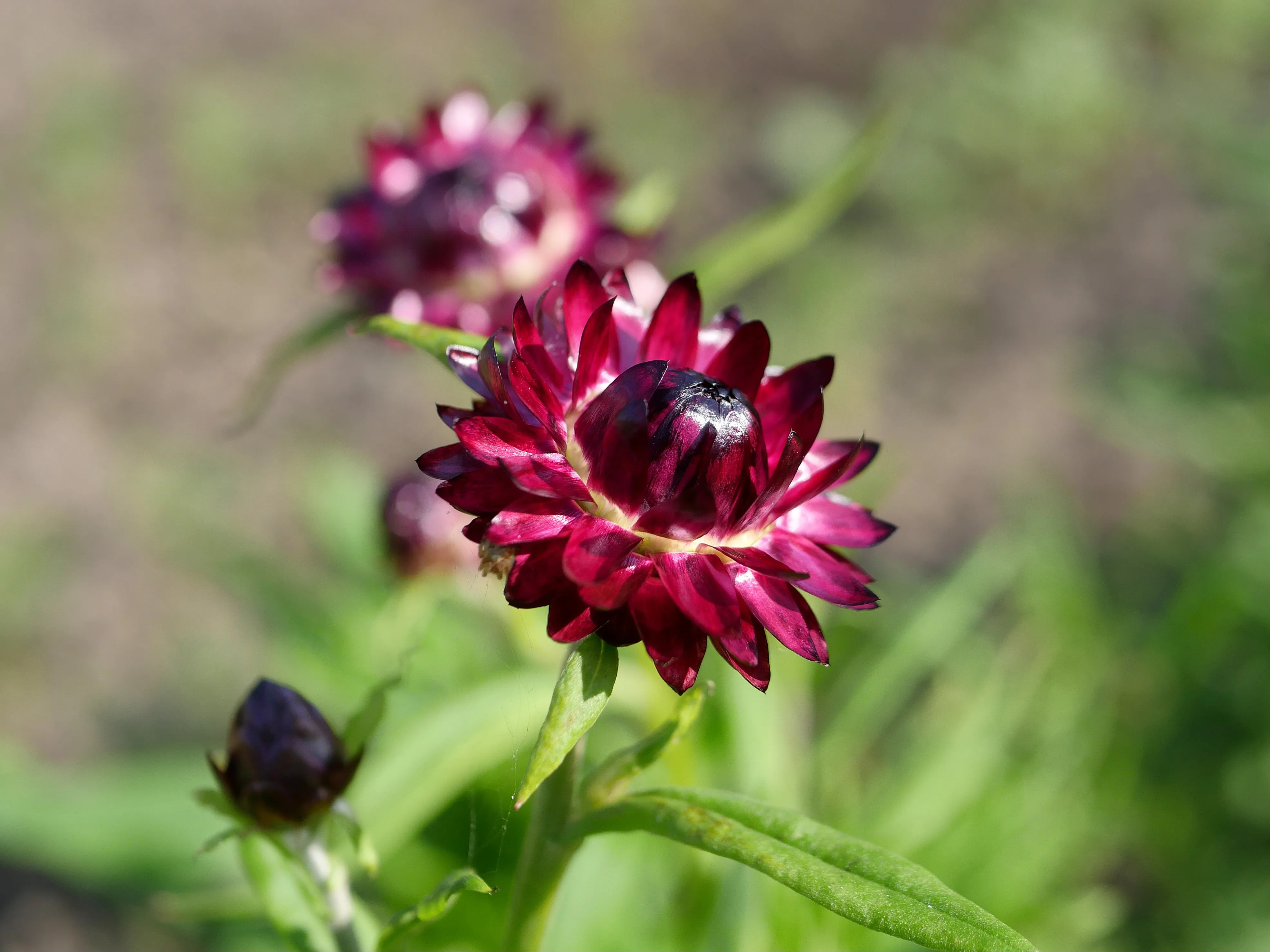 Fleuriste local à Amiens