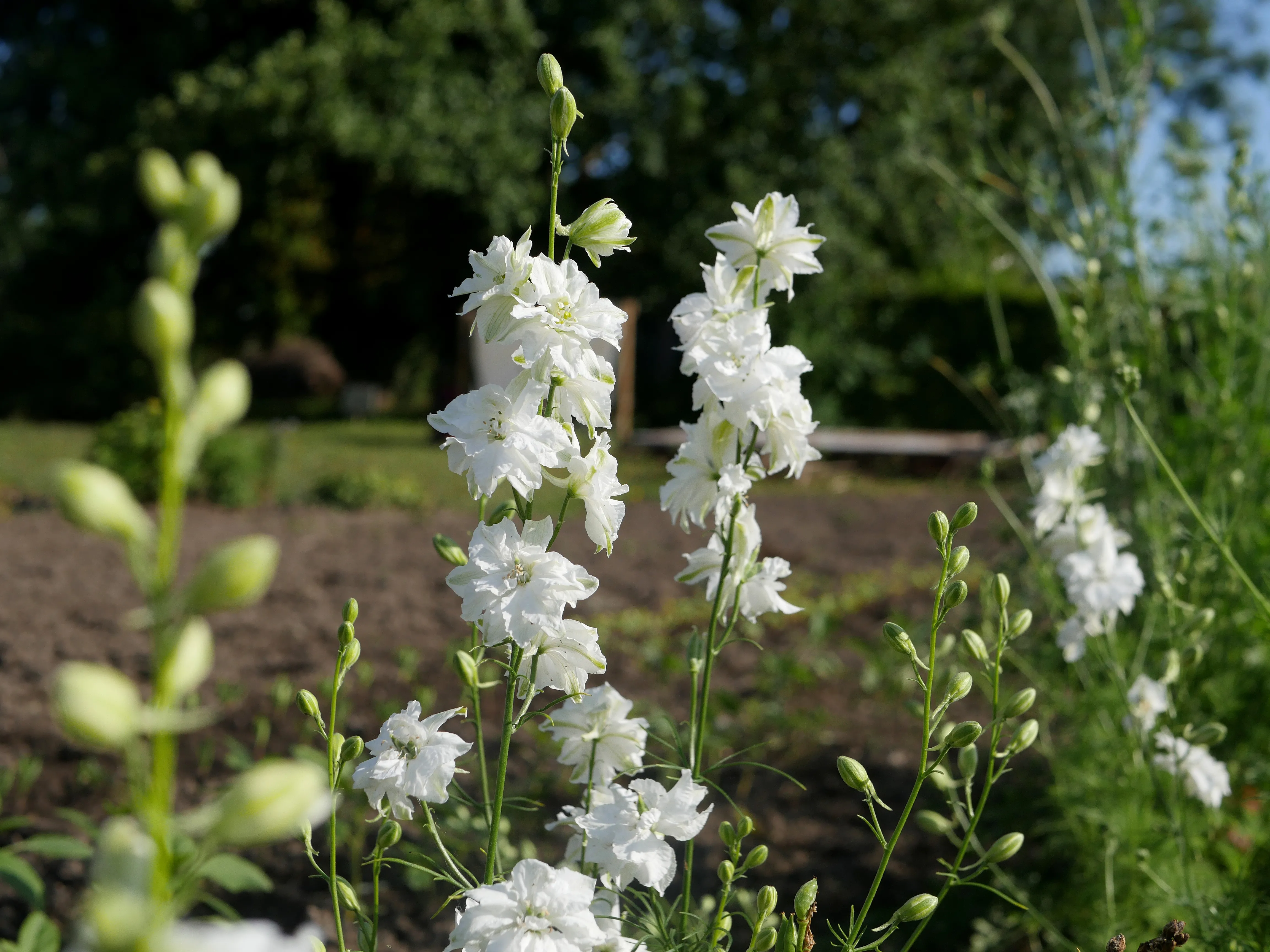 Fleuriste local à Amiens
