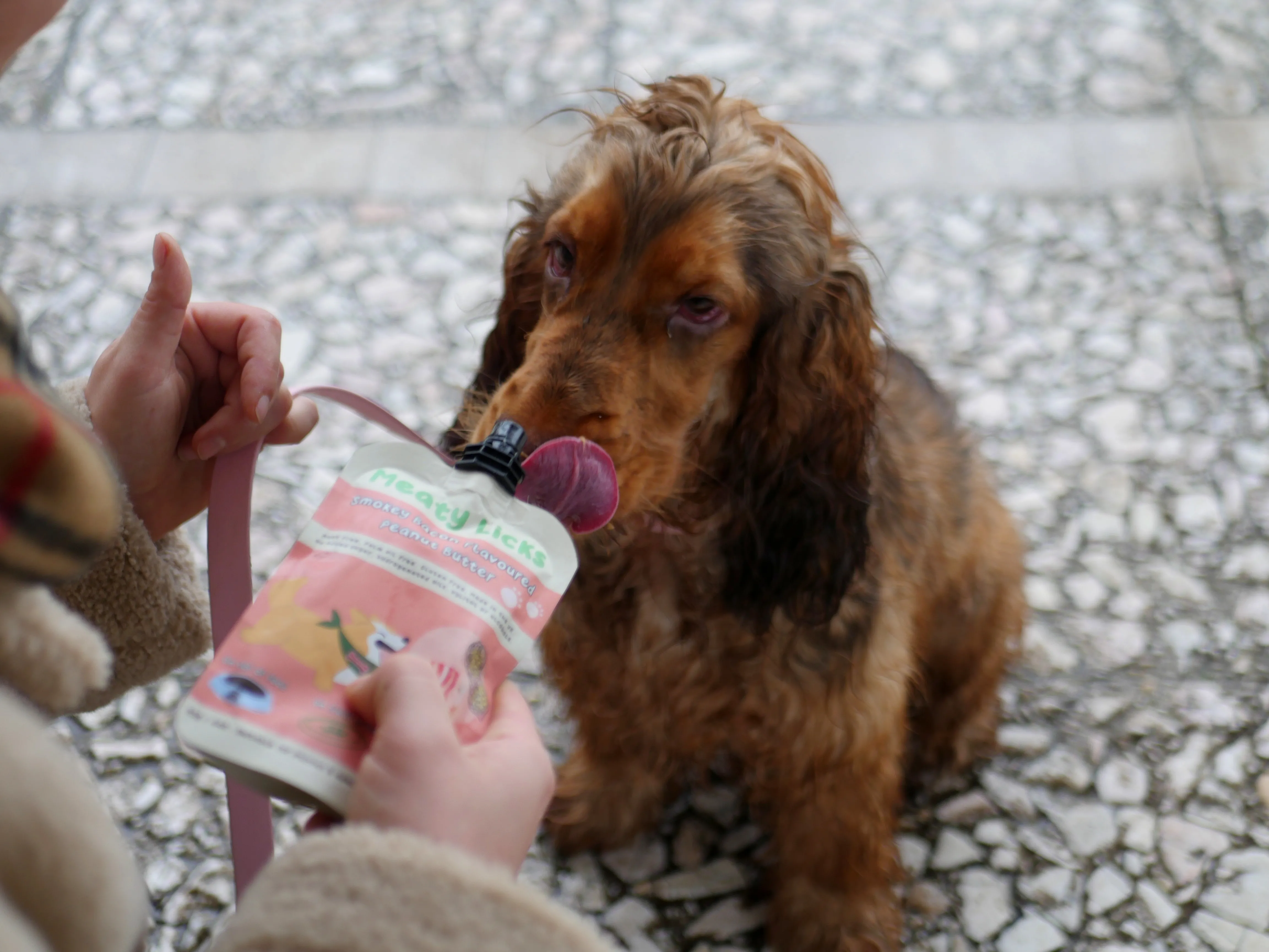 Le concept store canin amiénois qui réinvente l’univers des chiens