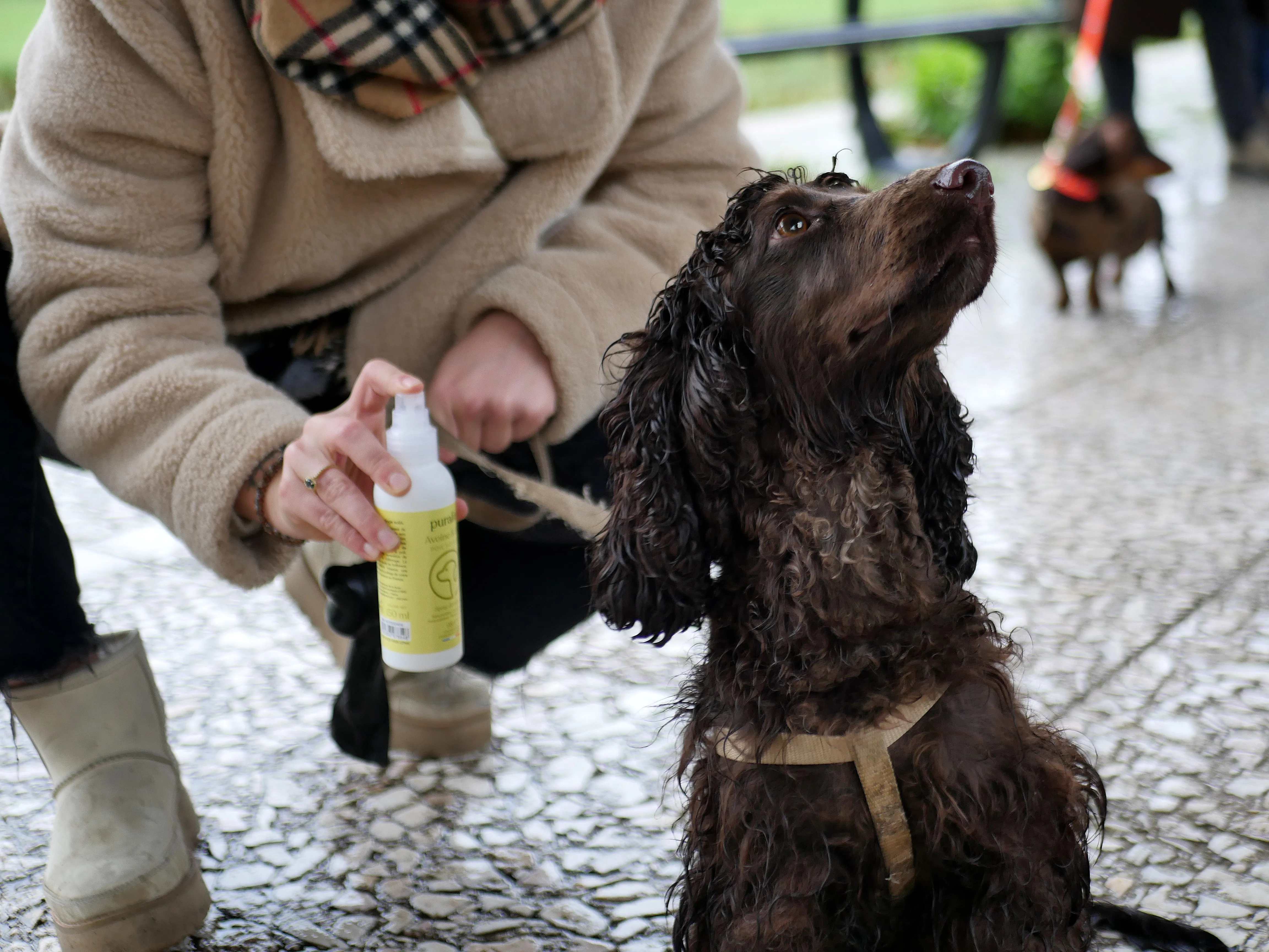 Le concept store canin amiénois qui réinvente l’univers des chiens