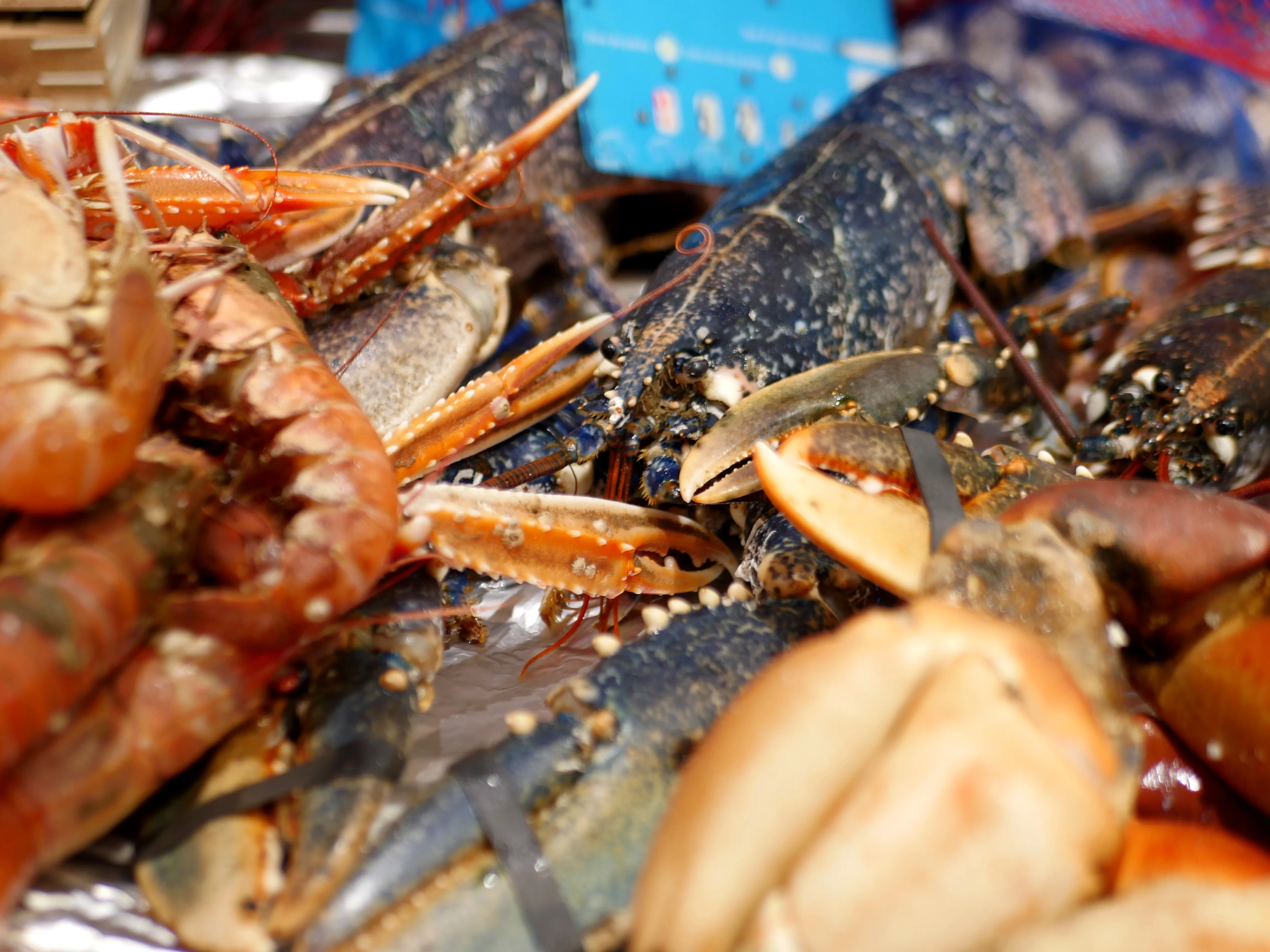 Poisson frais, fruits de mer et dégustation aux Halles d’Amiens