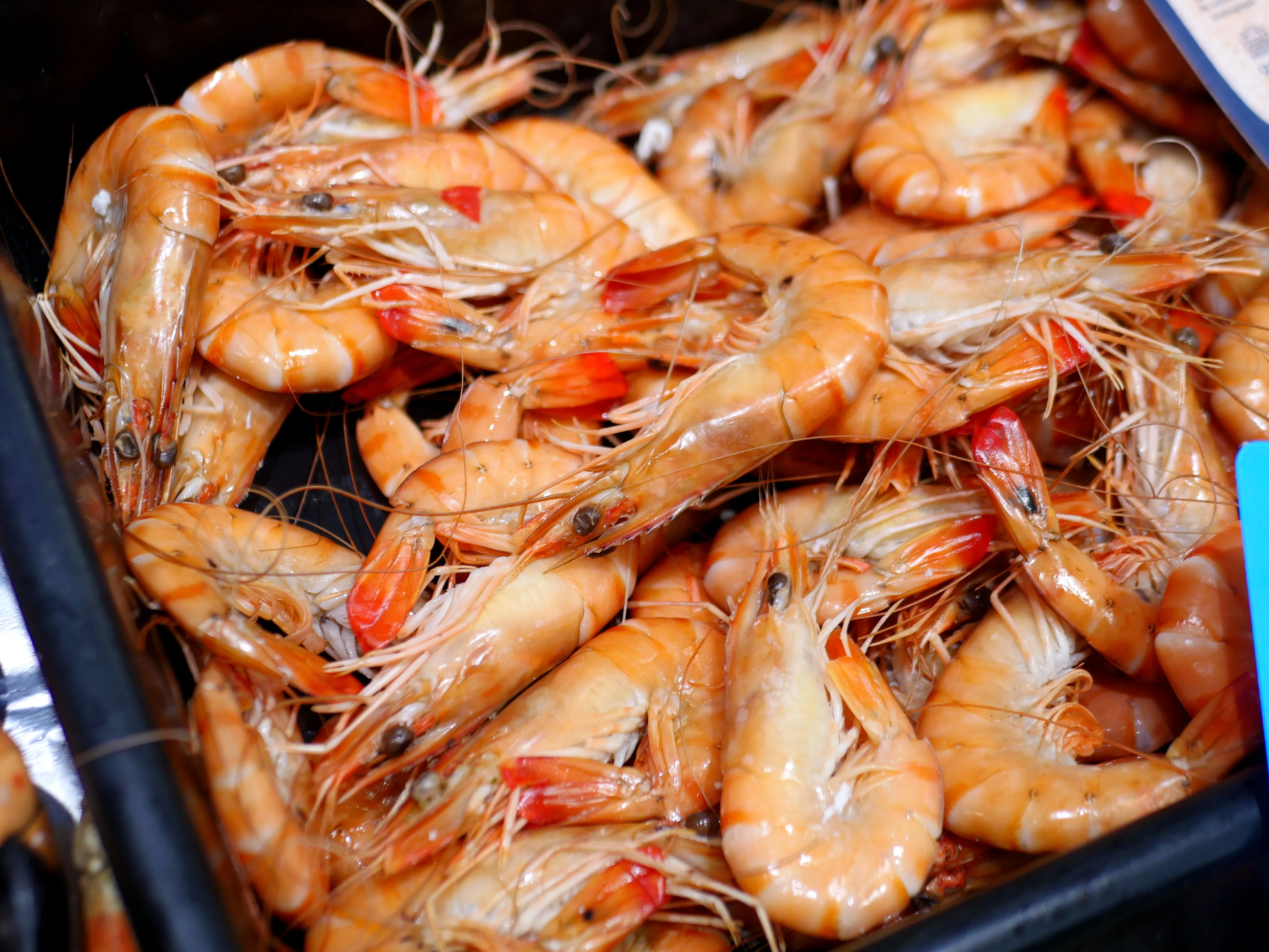 Poisson frais, fruits de mer et dégustation aux Halles d’Amiens