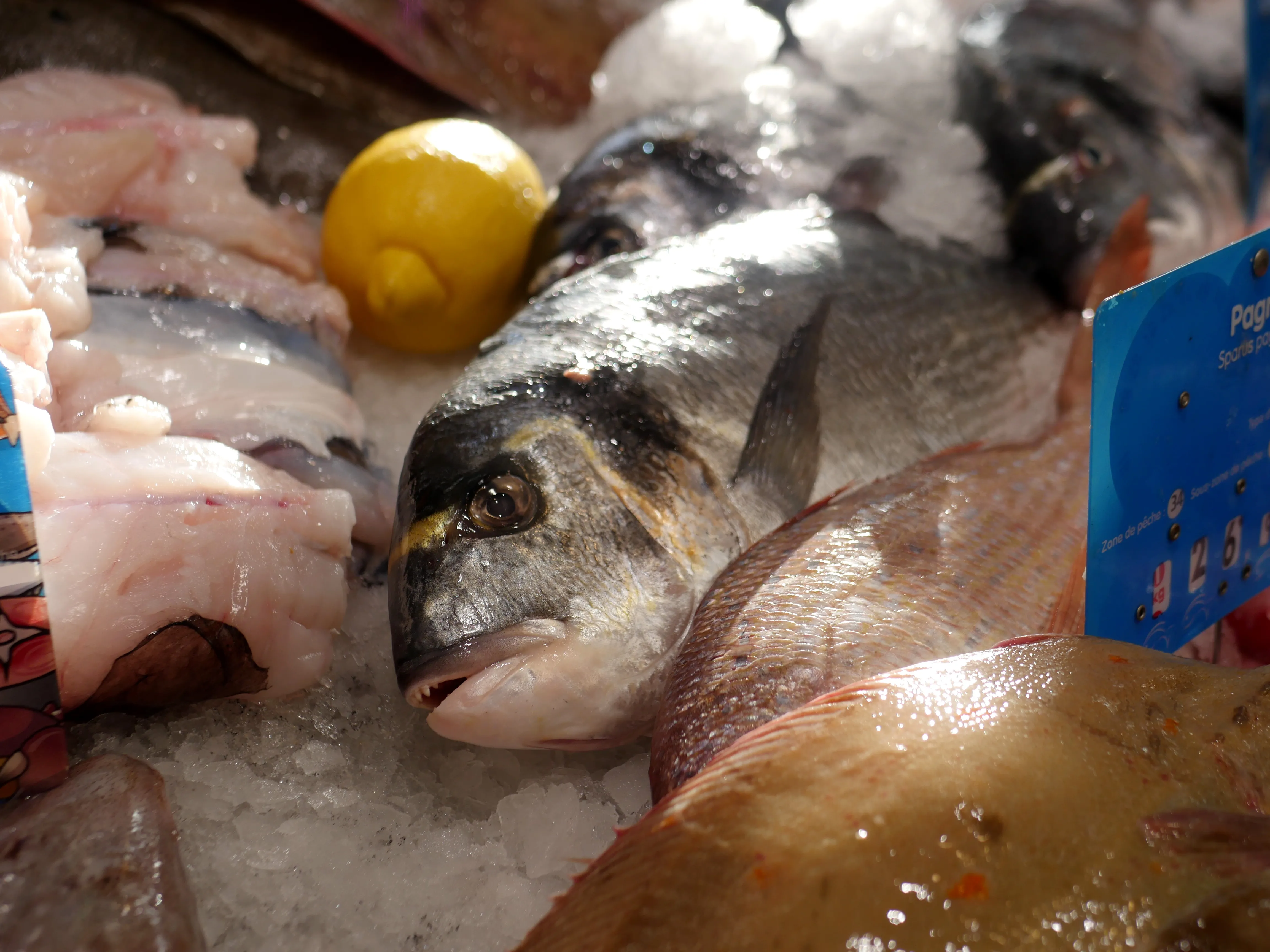 Poisson frais, fruits de mer et dégustation aux Halles d’Amiens