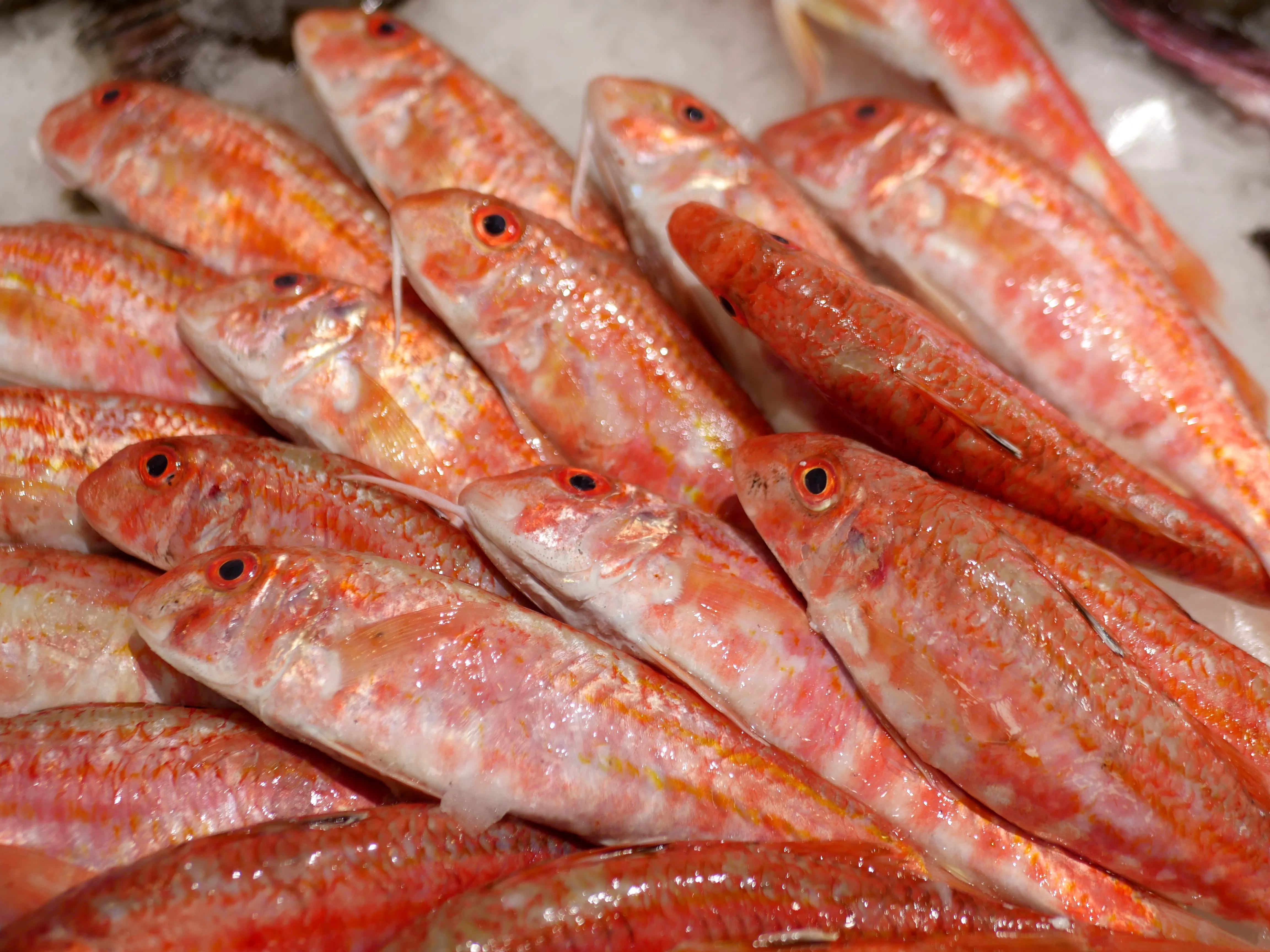 Poisson frais, fruits de mer et dégustation aux Halles d’Amiens