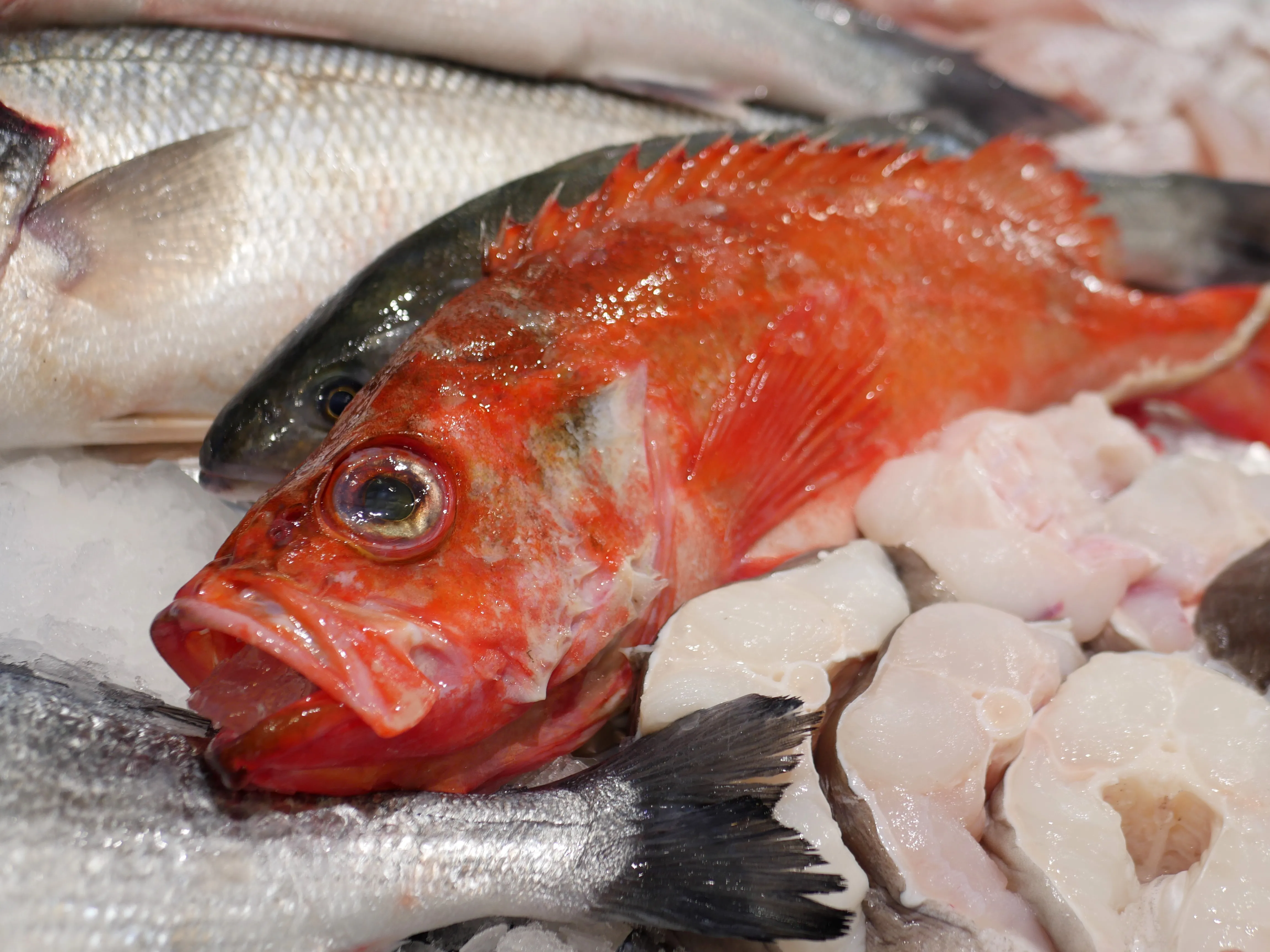 Poisson frais, fruits de mer et dégustation aux Halles d’Amiens