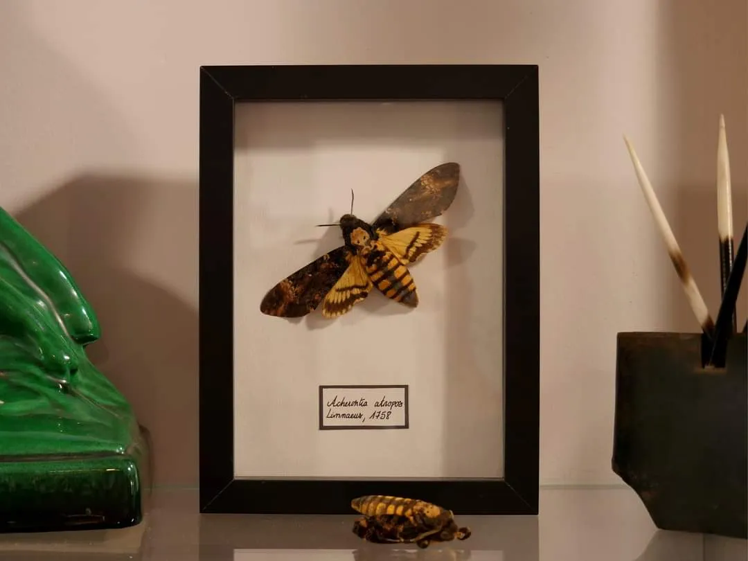 Une bijouterie pleine de curiosités et de talents !