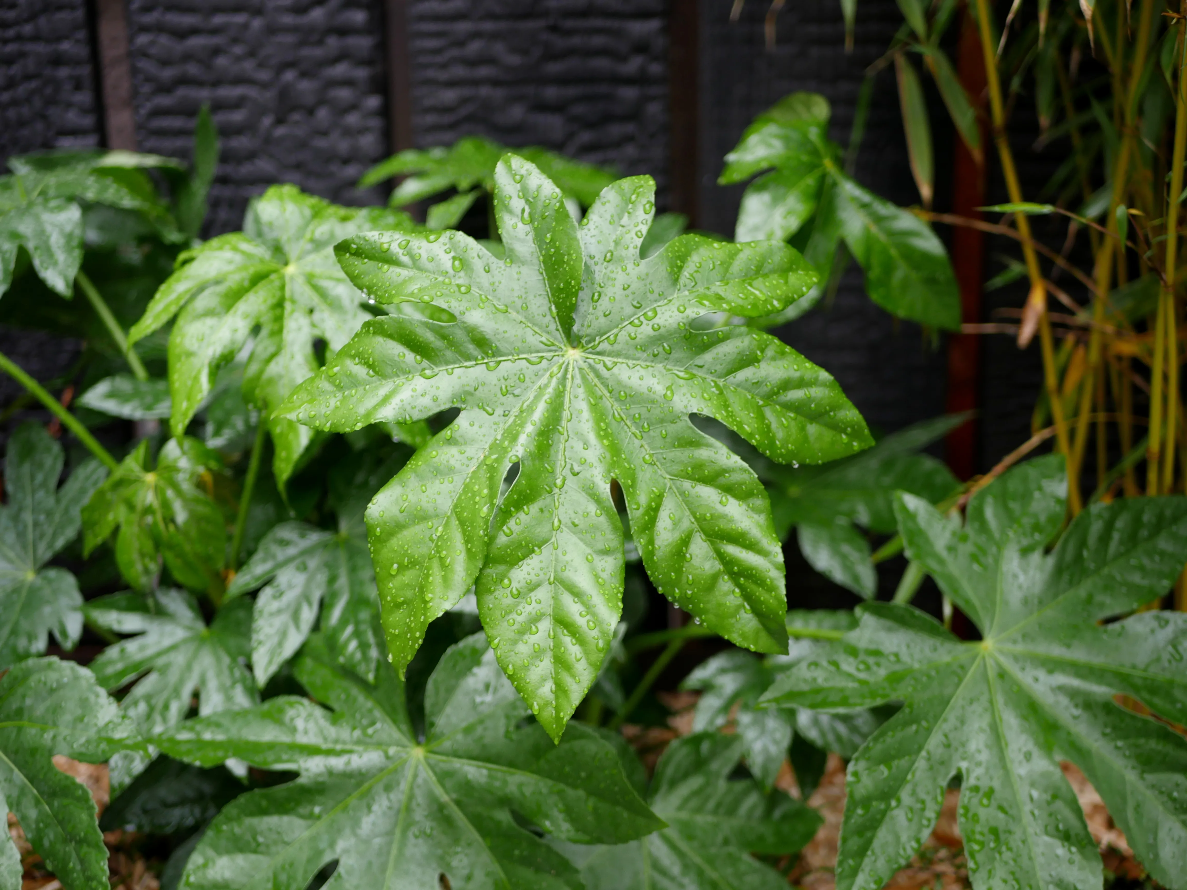 Un rêve de jardins et de paysages