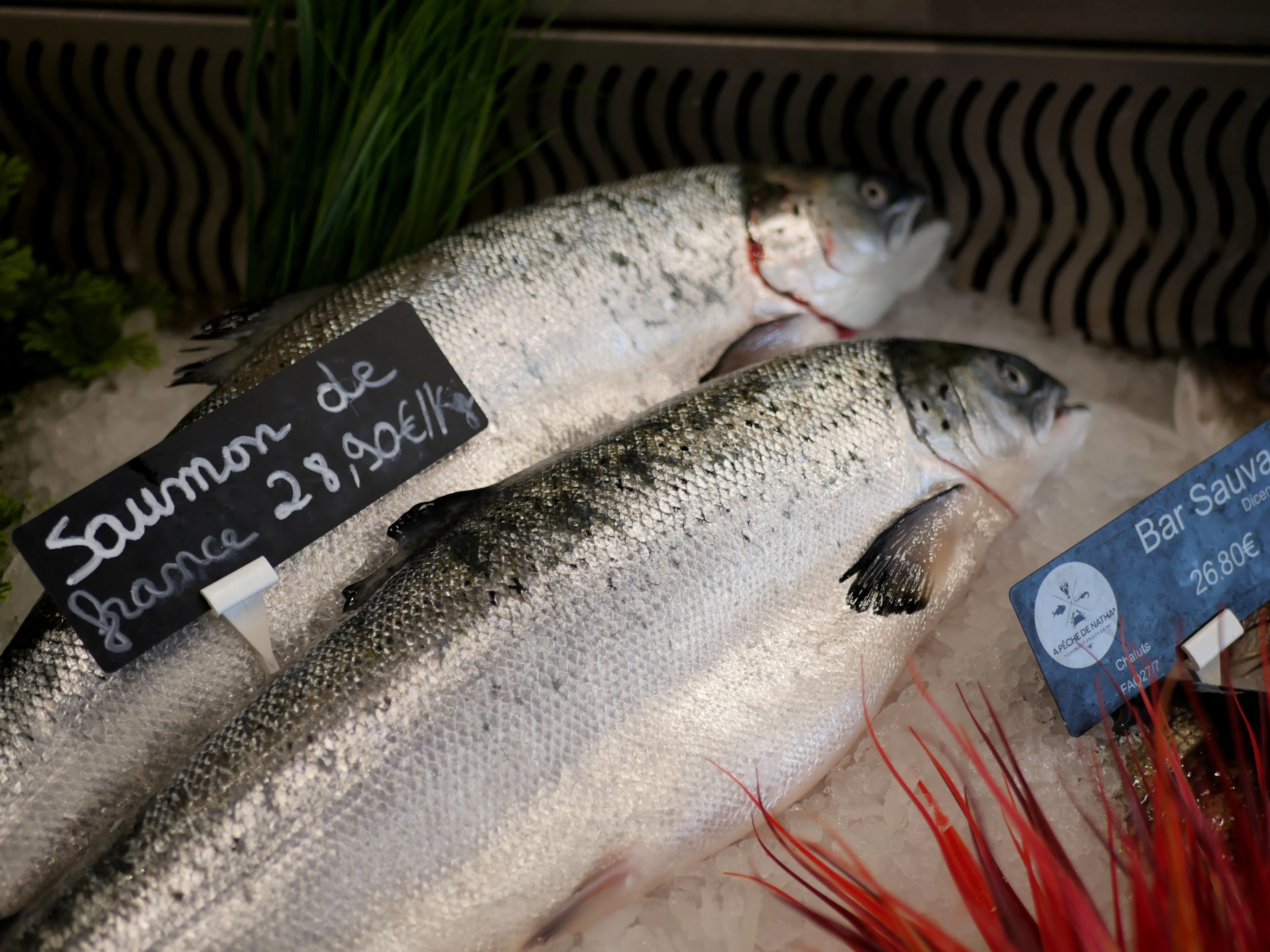 Pêche du jour, Bonjour !