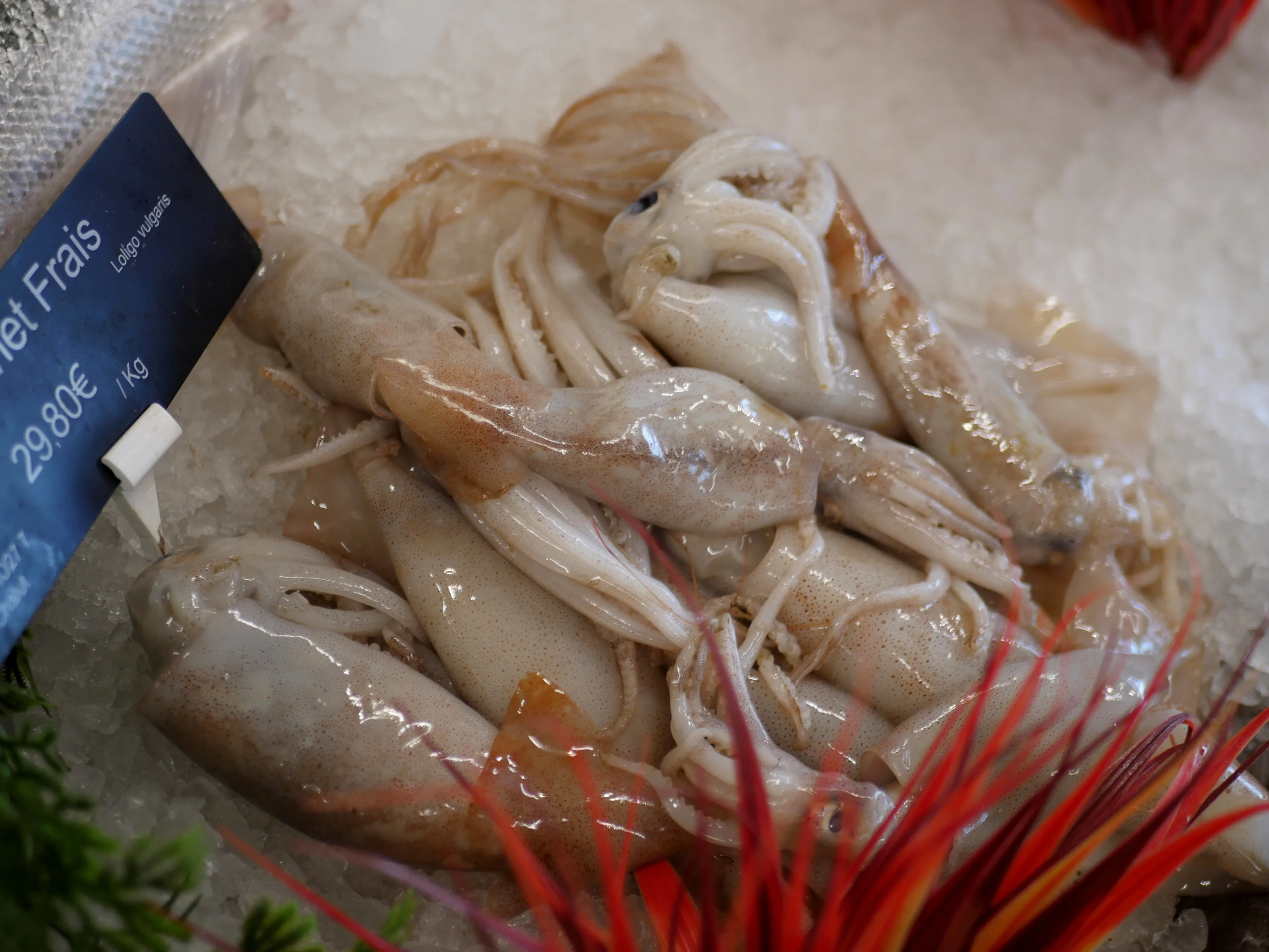 Pêche du jour, Bonjour !