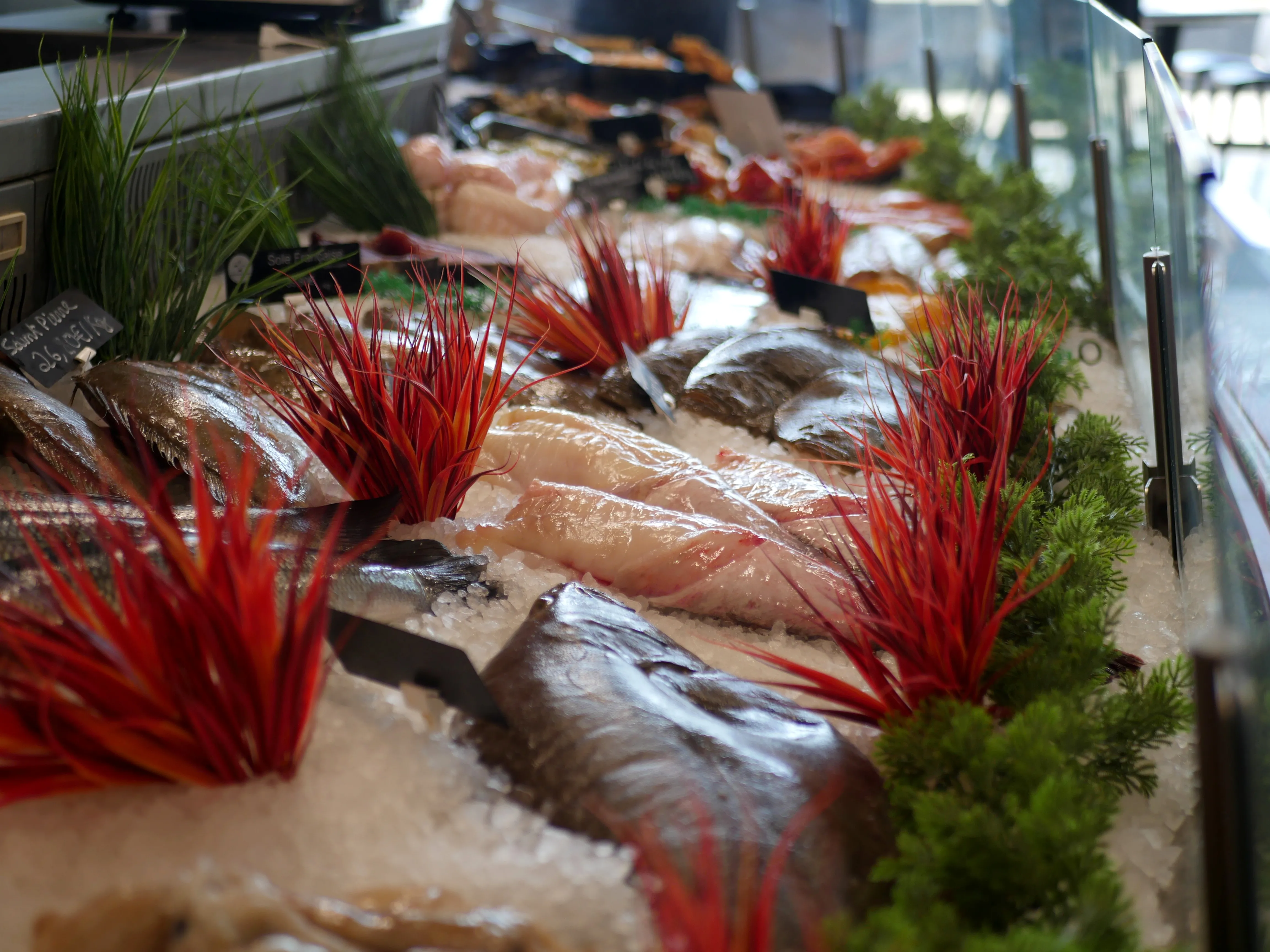 Pêche du jour, Bonjour !