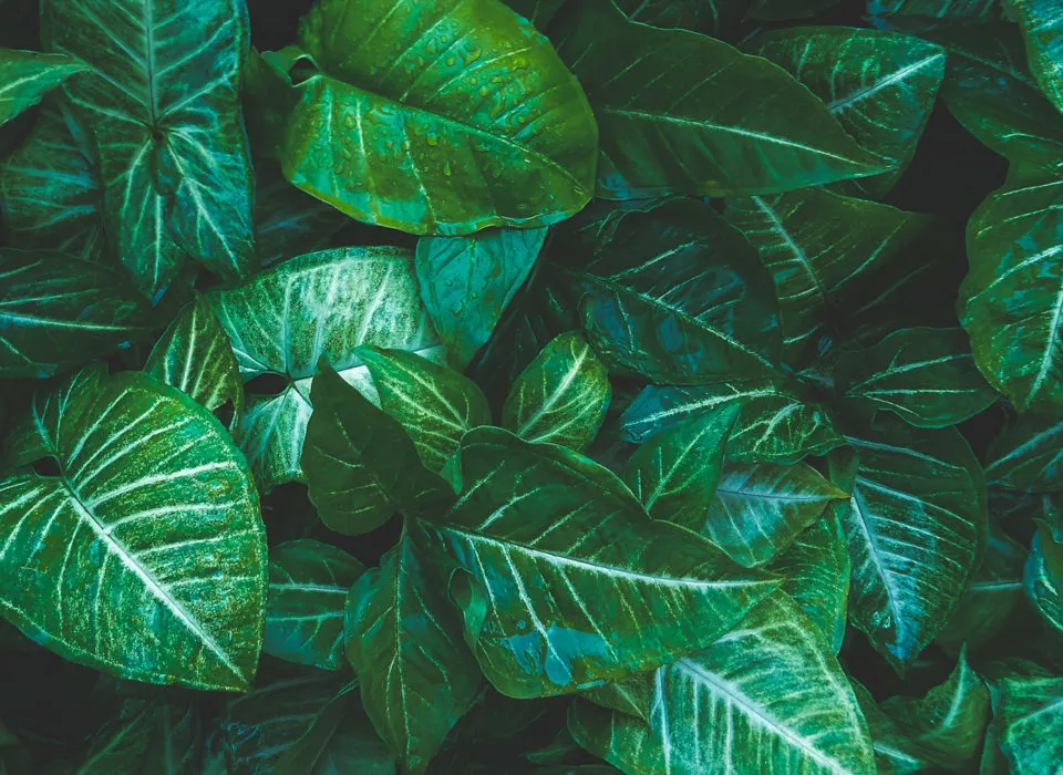 Avril, la cosmétique bio est à Amiens